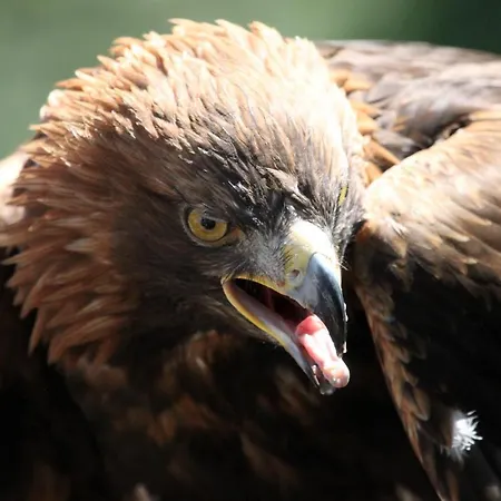 Lejlighed Kranich Federow